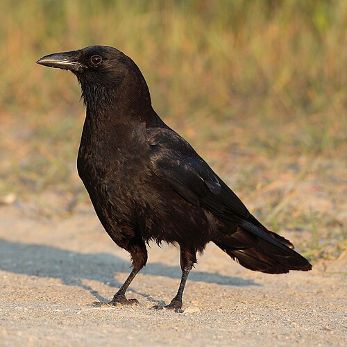 Das Foto zeigt eine Amerikanerkrähe - Corvus Brachyrhynchos - auf einer Straße hockend