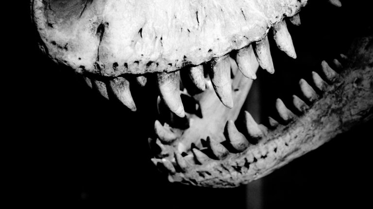 Das Foto zeigt das Gebiss eines T-Rex
