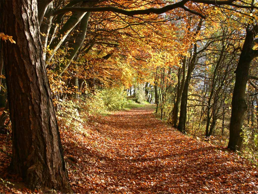 Das Foto zeigt einen Herbstwald, durch den ein mit abgefallenen Blättern bedeckter Weg führt