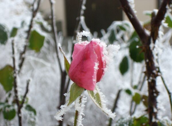 Das Foto zeigt eine eingeschneite Rose